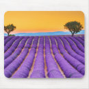 Search for valensole Europe