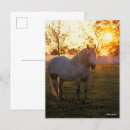 Search for percheron postcards Grey