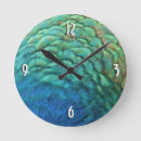 Recherche de plumes horloges Plumes de paon