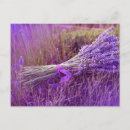 Search for lavander postcards Provence