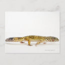 Recherche de gecko cartes postales Sang froid
