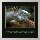 Search for cute lizard posters Iguana