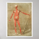 Search for vintage medical posters Human
