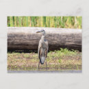 Search for great lakes postcards Bird
