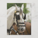 Search for blind cards invites Animal