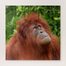 Search for orangutan puzzles Primate