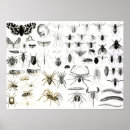 Recherche de entomologie posters Anglais