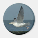 Recherche de mouettes magnets Photographie