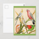 Search for various postcards Vintage