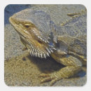 Search for dragon fire stickers Reptile