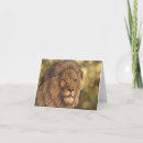 Recherche de lion africain vœux cartes Grand chat