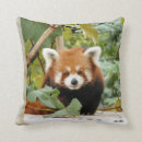 Search for red panda pillows Photography
