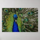 Recherche de paon posters Oiseau
