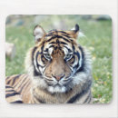 Search for chatting mousepads Cute