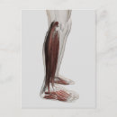 Recherche de anatomie musculaire Ligament
