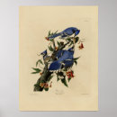 Search for bluejays posters Birds