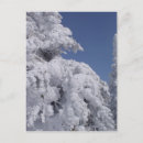 Recherche de conifère cartes postales Hiver