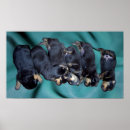 Search for rottweiler art Puppy