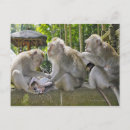 Recherche de macaques cartes postales Indonésie