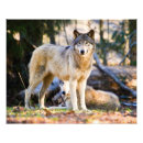 Recherche de photographie de loup posters Faune