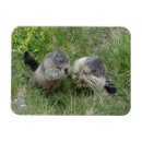 Search for marmot magnets Groundhog