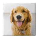 Search for panting tiles Puppy