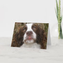 Search for springer spaniel cards White