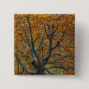 Search for autumn trees buttons Maple