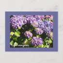 Recherche de hortensia cartes postales Plante
