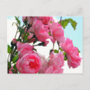 Recherche de summer postcards Flowers