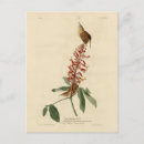 Recherche de birds of america postcards Oiseau