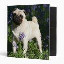Search for fawns binders Dog