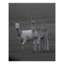 Recherche de deer posters Mammifère