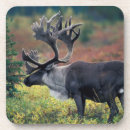 Search for alaska coasters Animal
