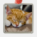Search for sleeping cat ornaments Baby