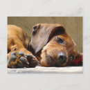 Recherche de teckels cartes postales Animal