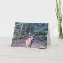 Recherche de whitetail Deer