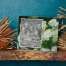 Search for wild plaques Nature
