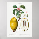 Search for citron posters Vintage
