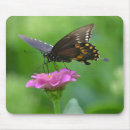 Search for butterfly mousepads Orange