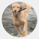 Recherche de chien courant autocollants Animal