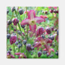 Search for beautiful spring magnets Botanical