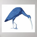 Search for vintage bird posters Blue