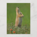 Recherche de dakota sud cartes postales Faune