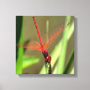 Search for beautiful dragonfly art Wings