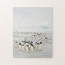 Search for penguin puzzles Landscape