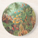 Recherche de haeckel dessous de verres Biologie