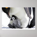 Search for emperor penguin posters Animals in the wild