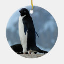 Search for antarctica ornaments Penguin