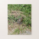Recherche de turtle puzzles Reptile